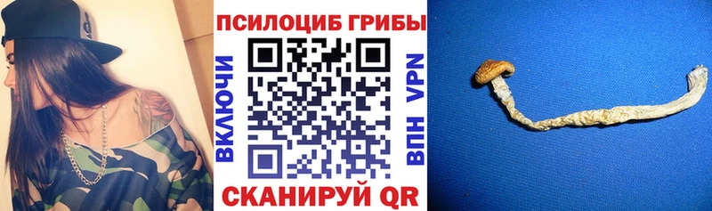где купить наркоту  Чекалин  Псилоцибиновые грибы мицелий 